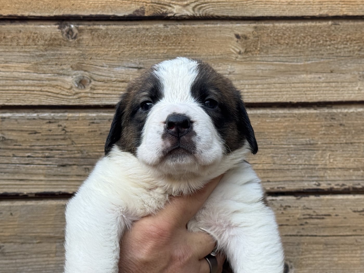Qaïpi (poil court) - Chien du Saint-Bernard