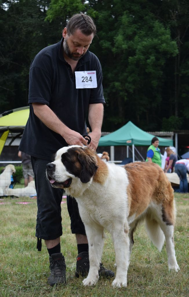 CH. Bricotine De L'orée Des Montagnes - EXC1, CAC, RCACIB