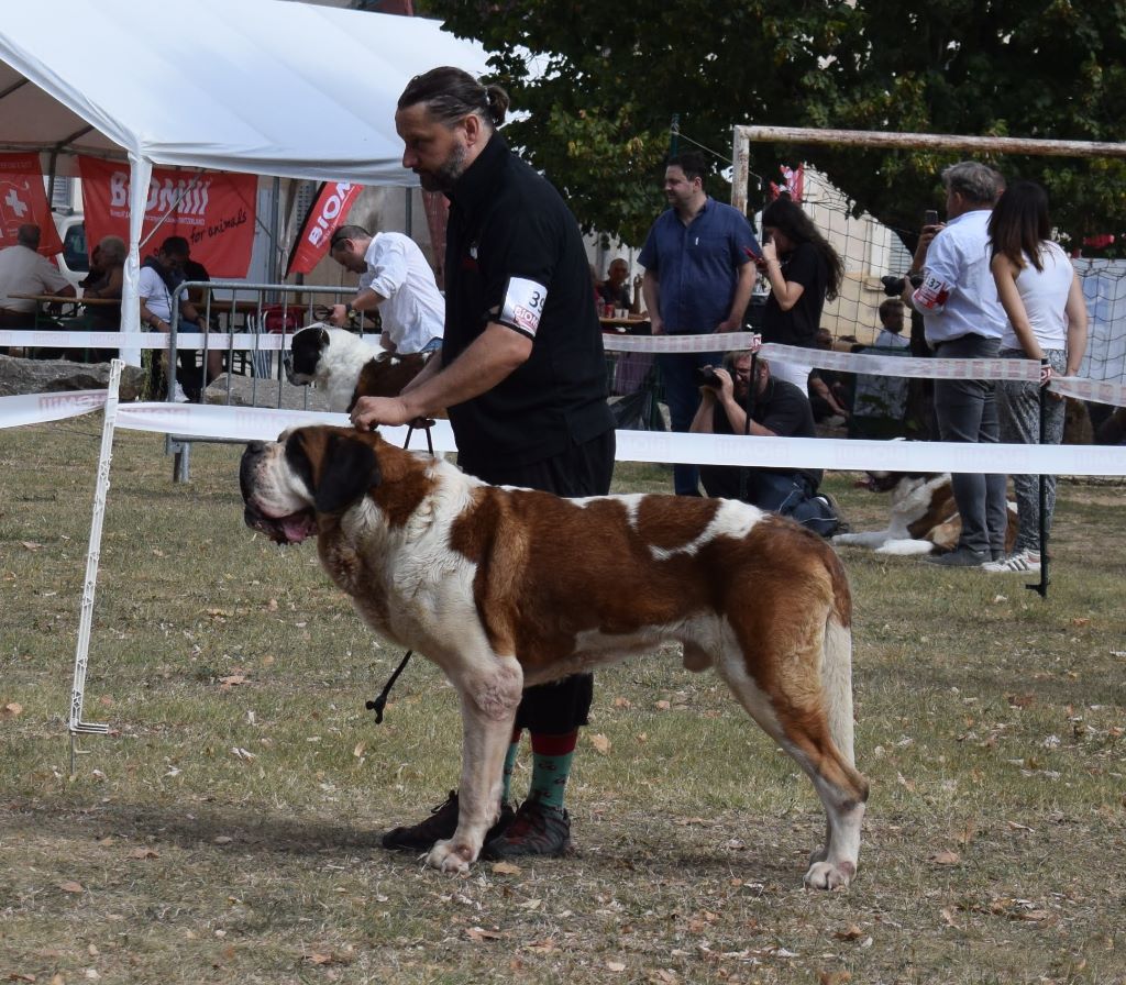 CH. Fun (dit faccia d'amore) De La Maison Des Tartarin - EXC2 (vétéran)