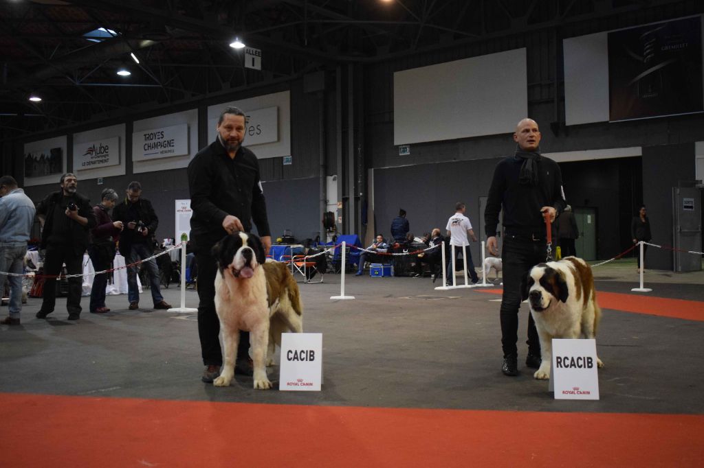 Gin tonic au moulin de tallans - EXC1, CAC, CACIB