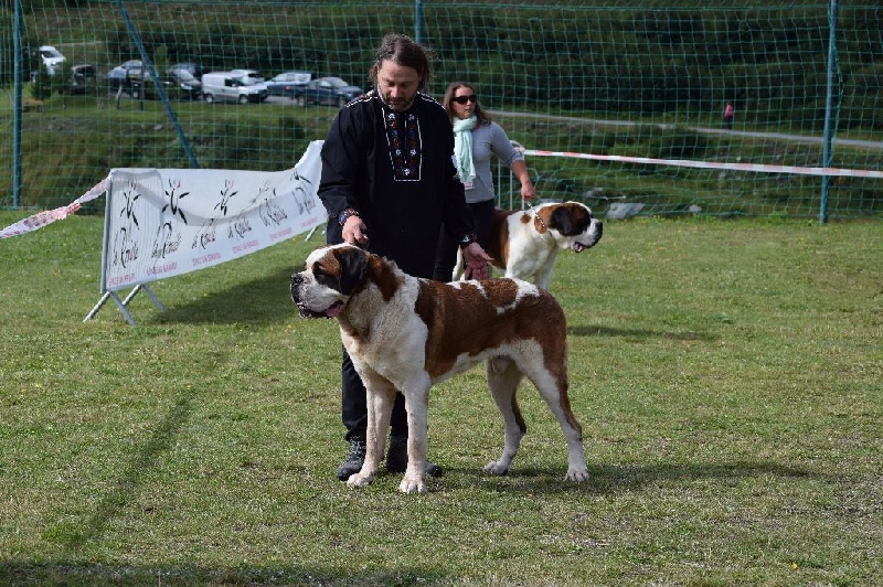 CH. Fun (dit faccia d'amore) De La Maison Des Tartarin - EXC+, Meilleur Mâle Poil Court