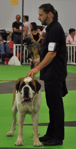 CH. Fun (dit faccia d'amore) De La Maison Des Tartarin - EXC 1, CACIB, BOS