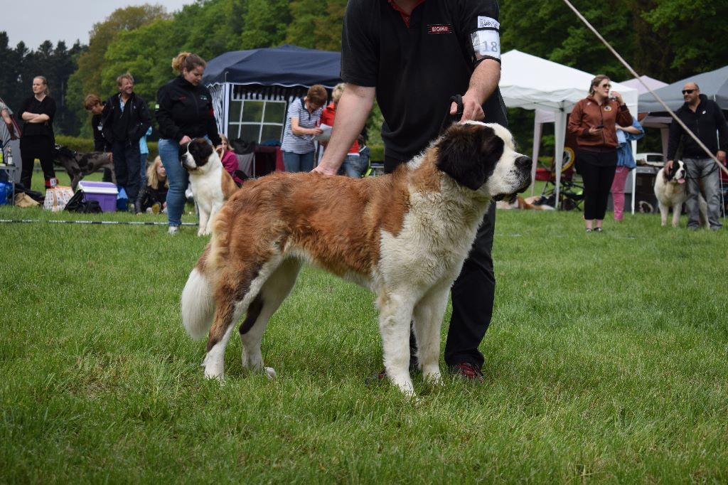 CH. Bricotine De L'orée Des Montagnes - EXC1, CAC