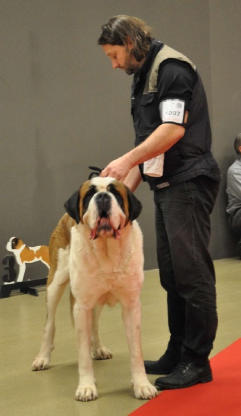 CH. Fun (dit faccia d'amore) De La Maison Des Tartarin - EXC 1, CAC, RCACIB