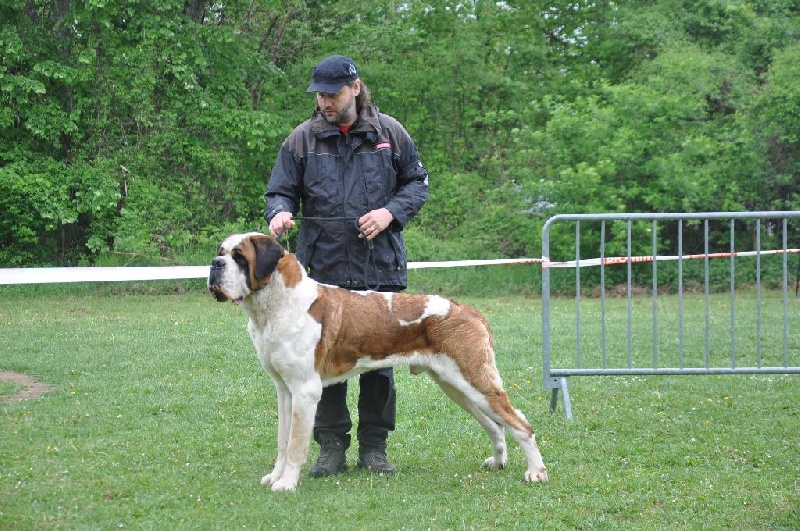 CH. Fun (dit faccia d'amore) De La Maison Des Tartarin - EXC+, sélectionné pour les meilleures allures