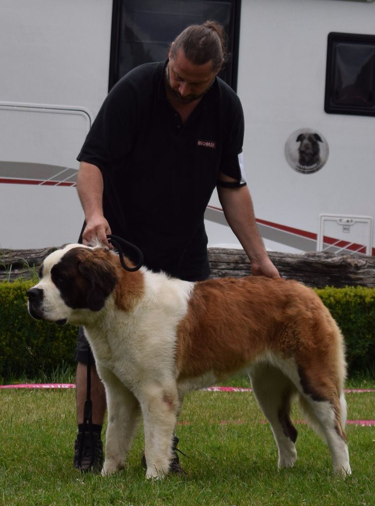 CH. Bricotine De L'orée Des Montagnes - EXC1, CAC, RCACIB