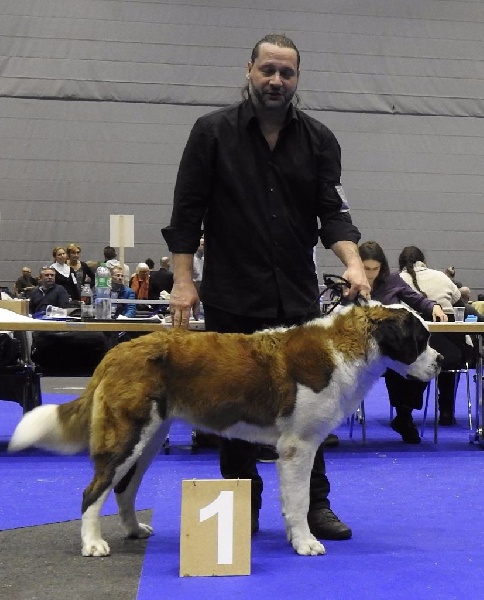 CH. Bricotine De L'orée Des Montagnes - EXC1 Jeune, CAC Jeune, Meilleure Jeune