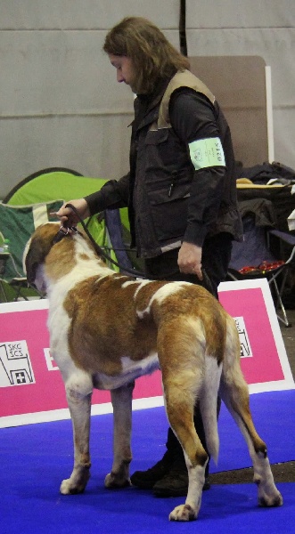 CH. Fun (dit faccia d'amore) De La Maison Des Tartarin - EXC 1, CAC, CACIB