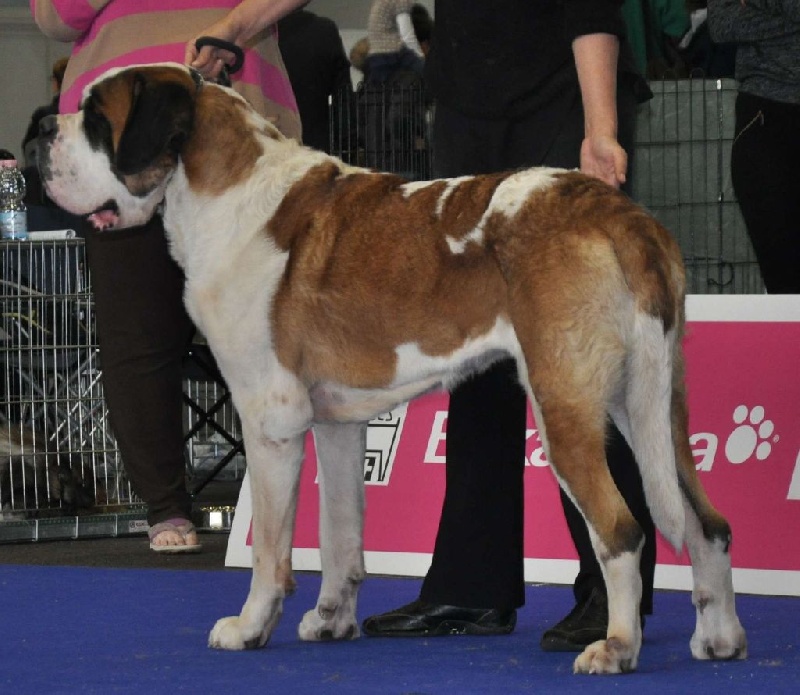 CH. Fun (dit faccia d'amore) De La Maison Des Tartarin - TB 2