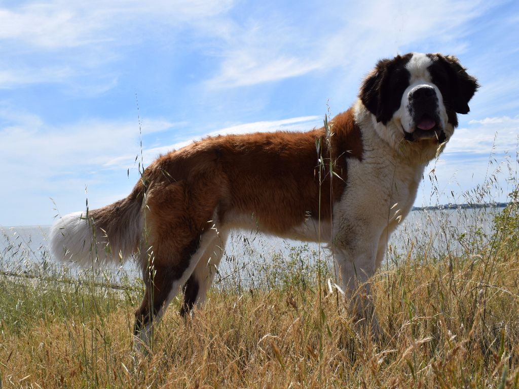 CH. Bricotine De L'orée Des Montagnes - EXC2