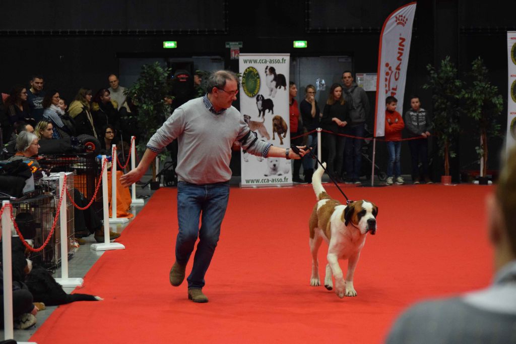 Naaia Des Plaines De L'Aulne - EXC1, CAC, CACIB, BOB