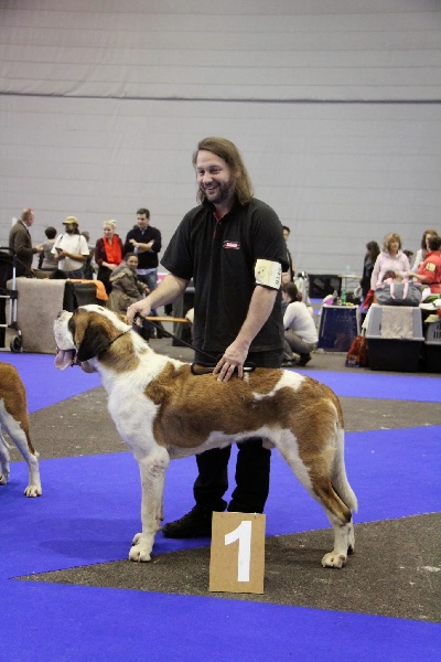 CH. Fun (dit faccia d'amore) De La Maison Des Tartarin - EXC 1, CAC, CACIB, BOB, finaliste Groupe 2,qualifié pour la Cruft 2014