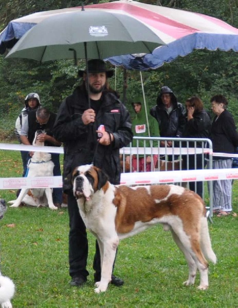 CH. Fun (dit faccia d'amore) De La Maison Des Tartarin - EXC + sélection pour la meilleure tête