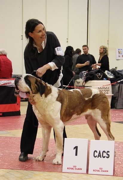 CH. Fun (dit faccia d'amore) De La Maison Des Tartarin - EXC 1, CAC, RCACIB