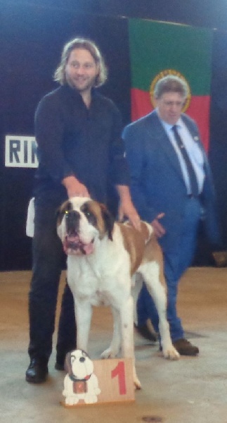 CH. Fun (dit faccia d'amore) De La Maison Des Tartarin - EXC1, Champion WUSB 2014 de la Classe Ouverte Mâle Poil Court !