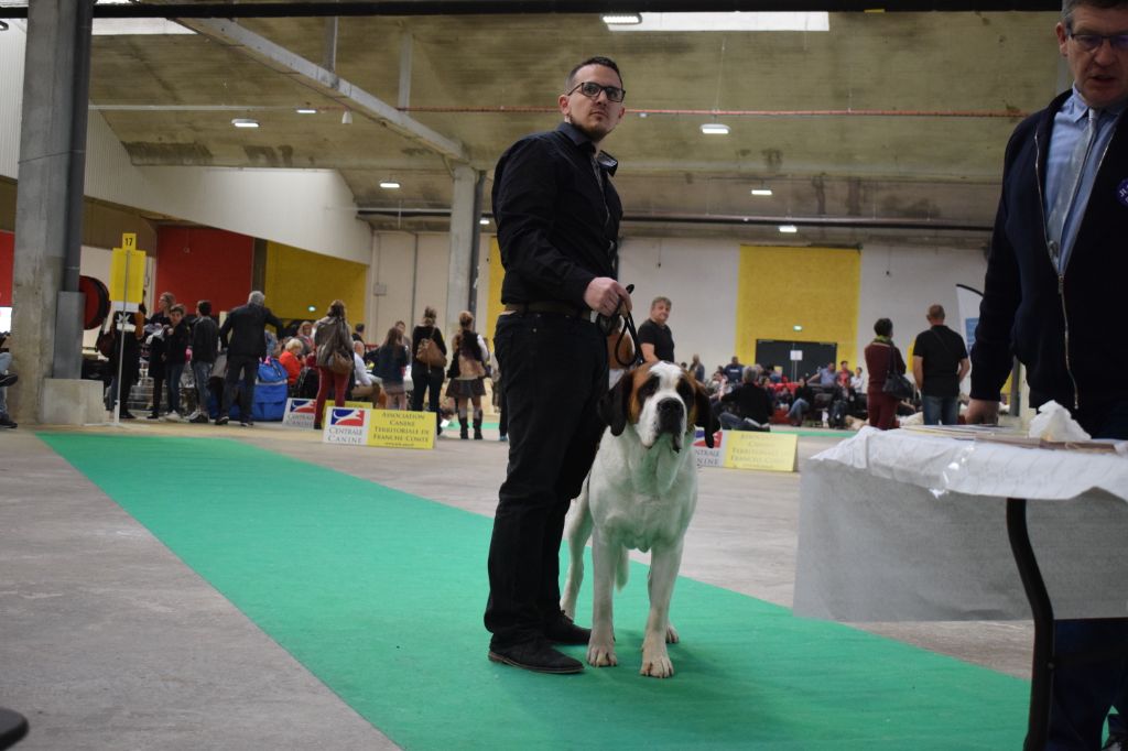 Naaia Des Plaines De L'Aulne - EXC1, CAC, CACIB