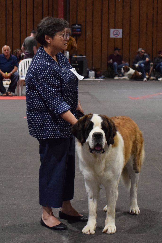 CH. Bricotine De L'orée Des Montagnes - TB