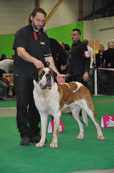 CH. Fun (dit faccia d'amore) De La Maison Des Tartarin - EXC