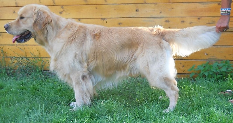 TR. Follow me stanley de l'Orfillec - 1er Exc, CACS, BOB BIS Chien de travail !