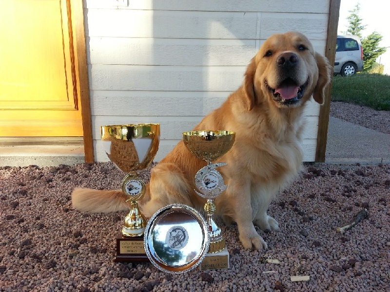 TR. Follow me stanley de l'Orfillec - 1er Exc, CACS, BOB et 1er du BOG !!