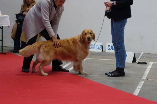 TR. Follow me stanley de l'Orfillec - 1er Exc, CACIB, CACS, BOS