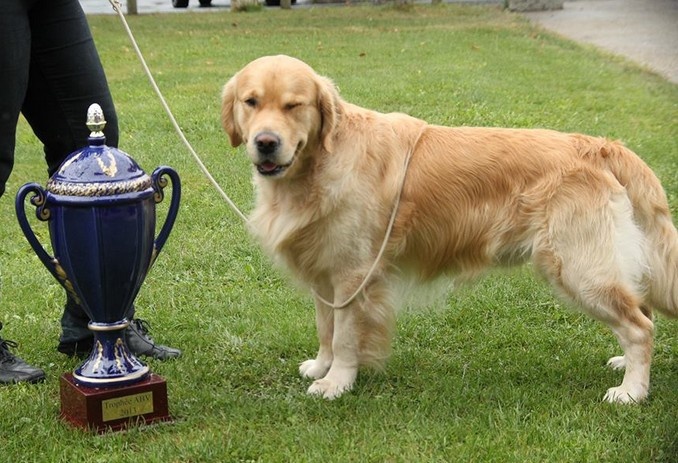 TR. Follow me stanley de l'Orfillec - Vainqueur du trophée d'Auvergne