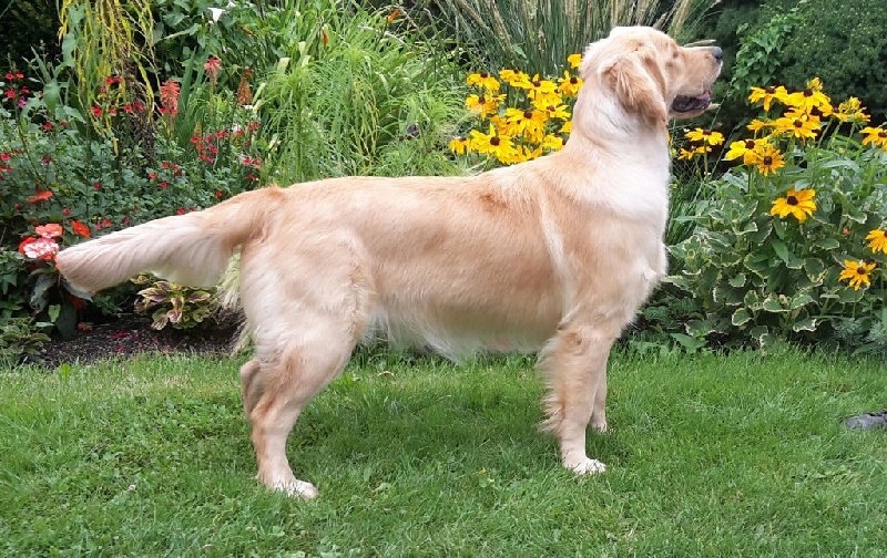 TR. Follow me stanley de l'Orfillec - 1ère Exc, BOBJ, BOB, 2ème du BOG, 1ère BOGJ et BISJ