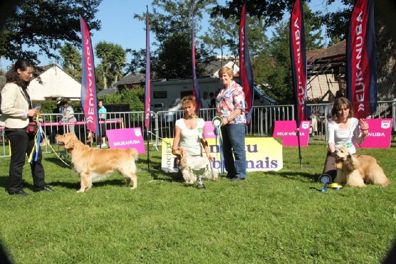 TR. Follow me stanley de l'Orfillec - 1er Exc, CACS, BOB et 2ème du BOG