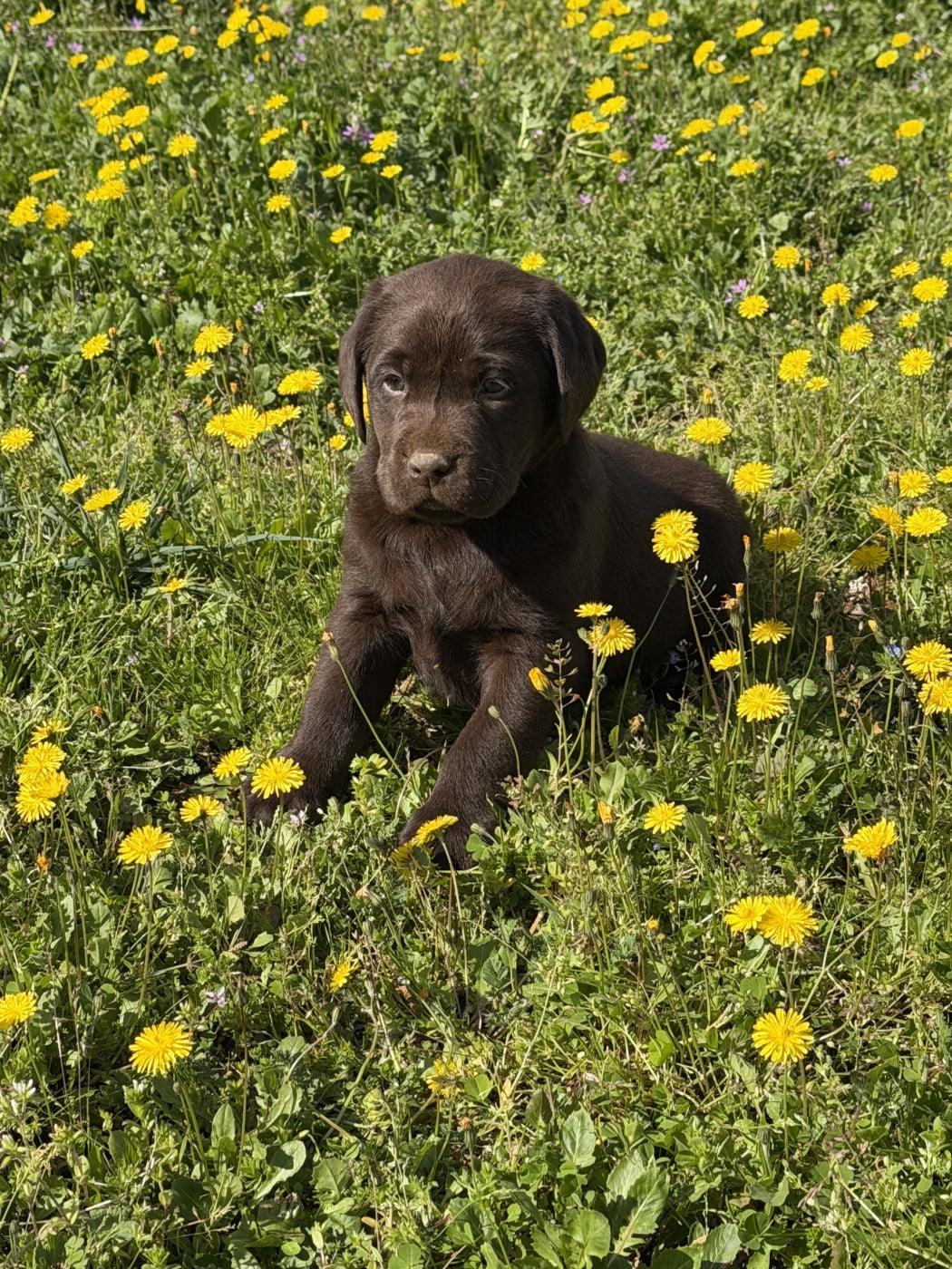 Chocolat - Labrador Retriever