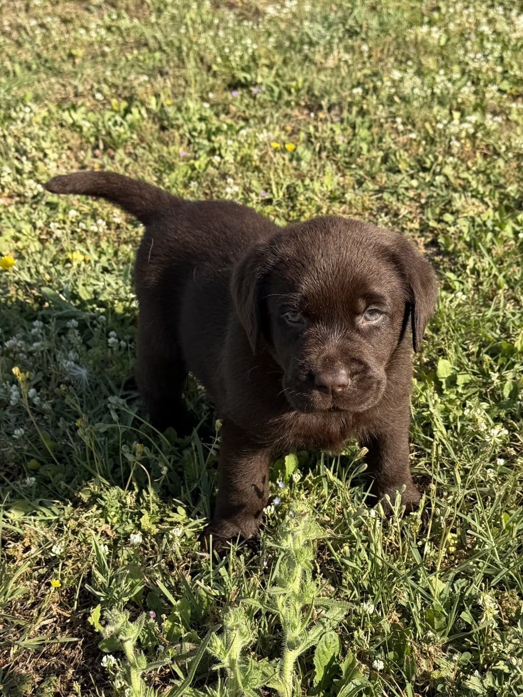 Chiot N°1 - Labrador Retriever