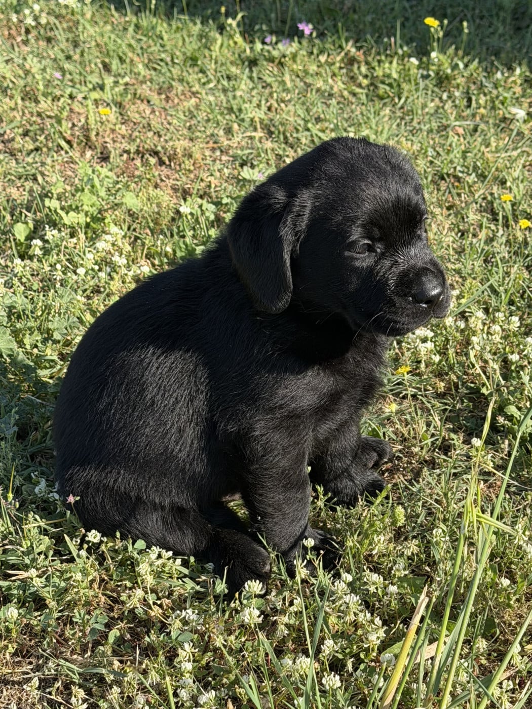 Chiot N°3 - Labrador Retriever