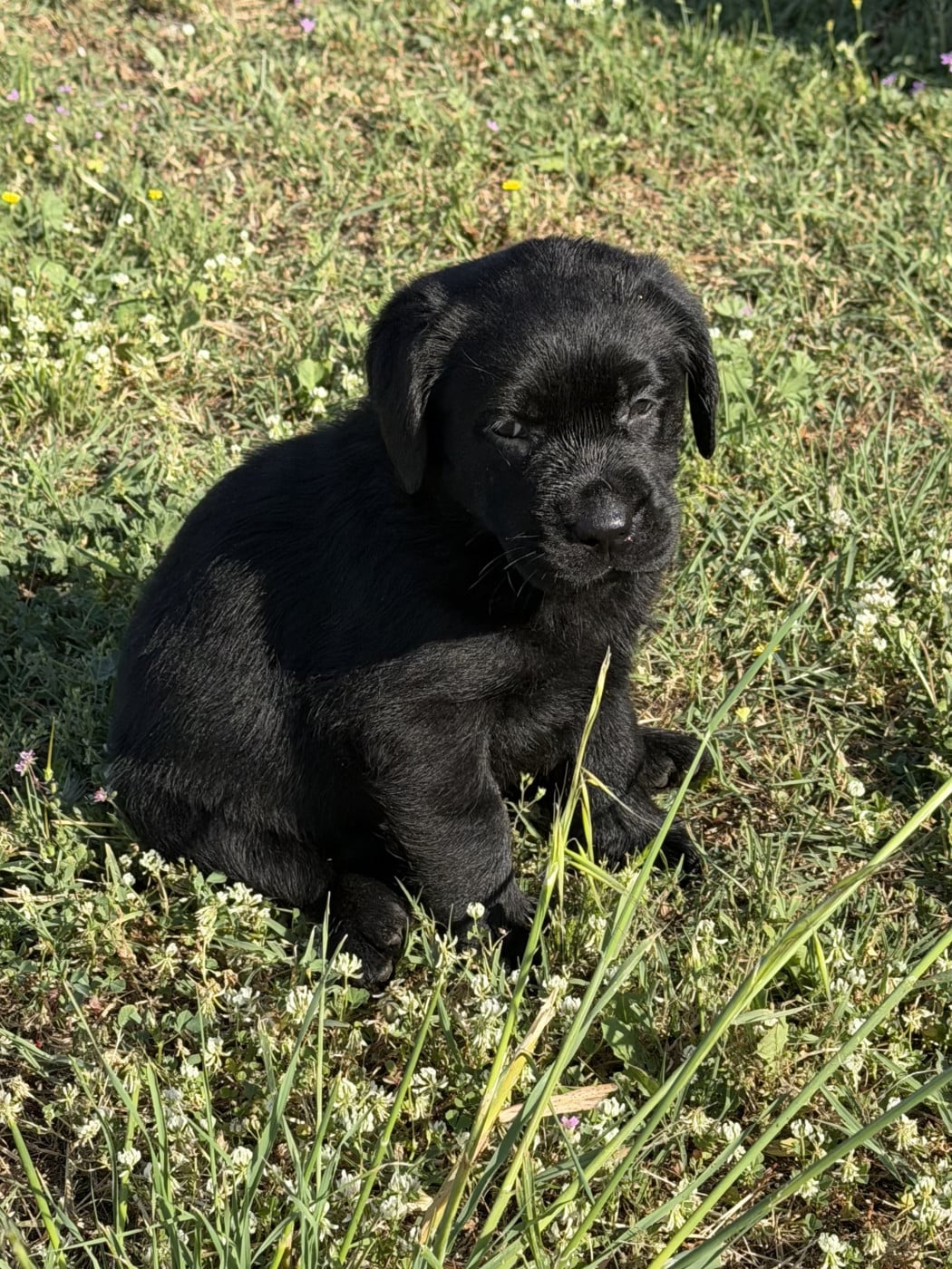 Chiot N°4 - Labrador Retriever