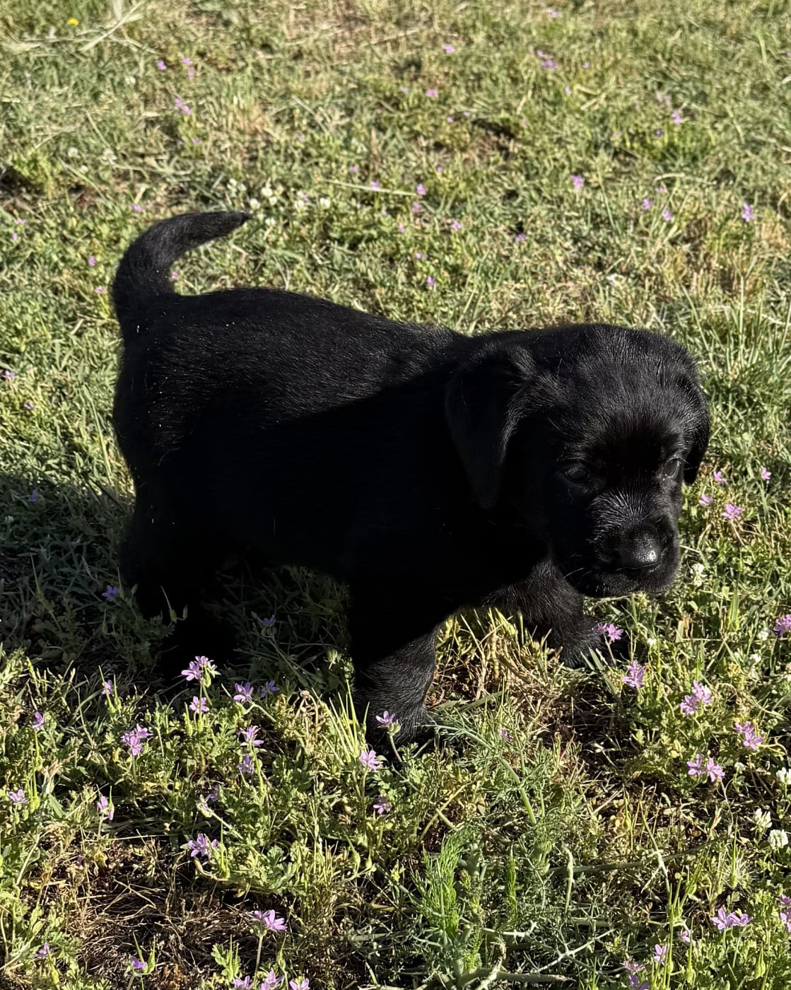 Chiot N°5 - Labrador Retriever