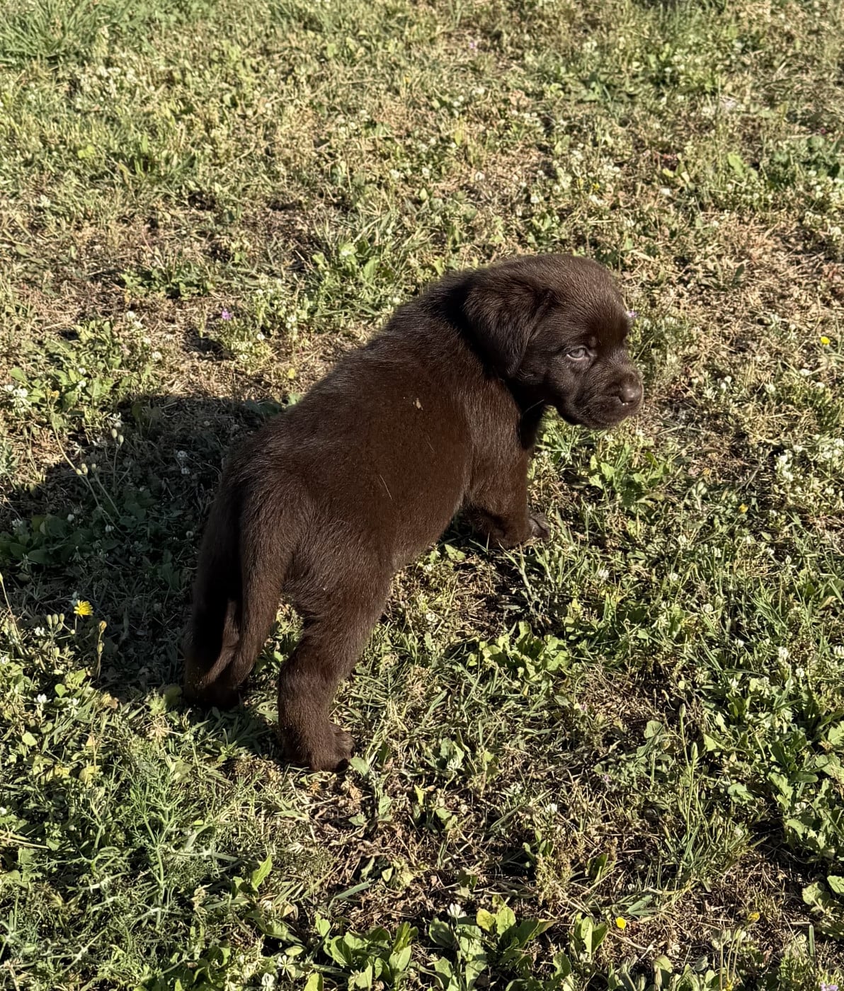 Chiot N°6 - Labrador Retriever