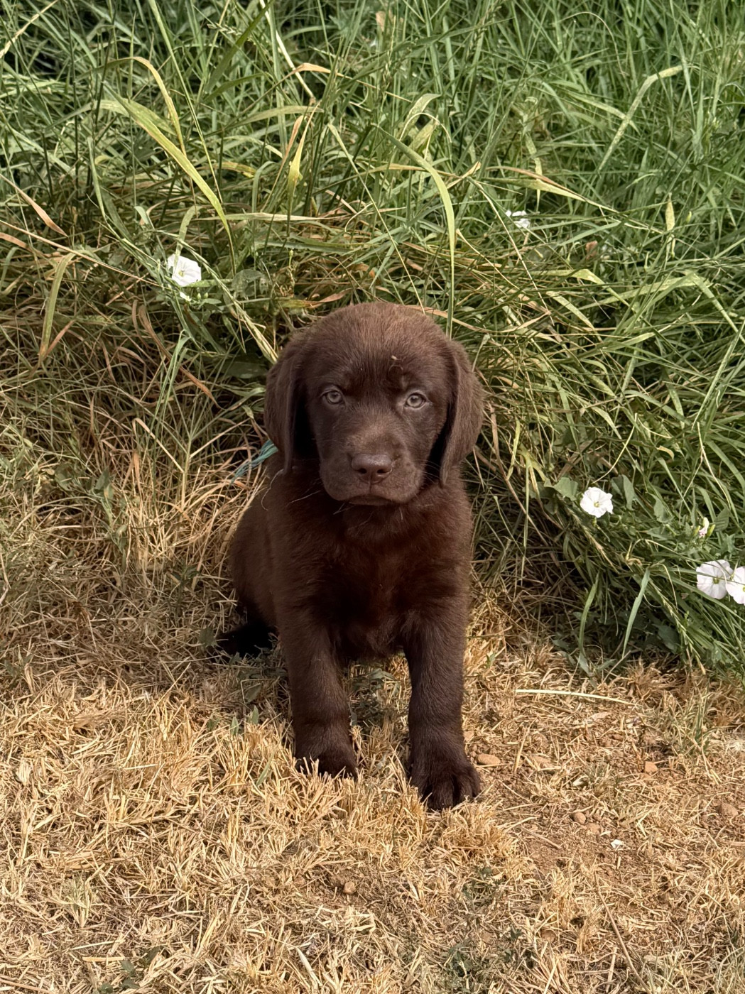 Chiot chocolat - Labrador Retriever