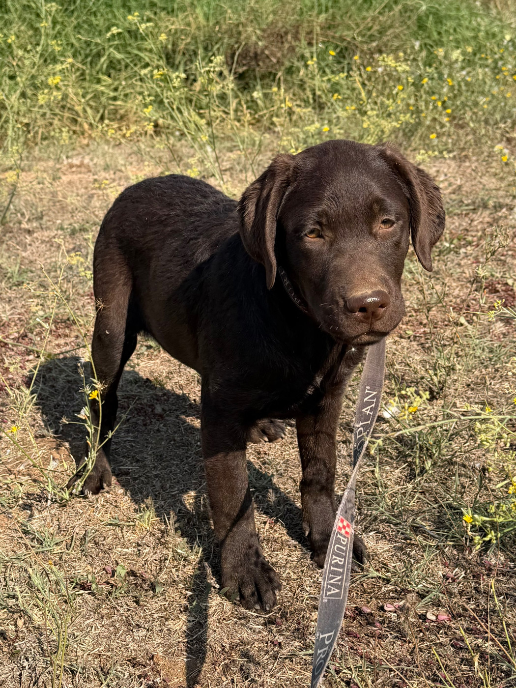 Chiot chocolat