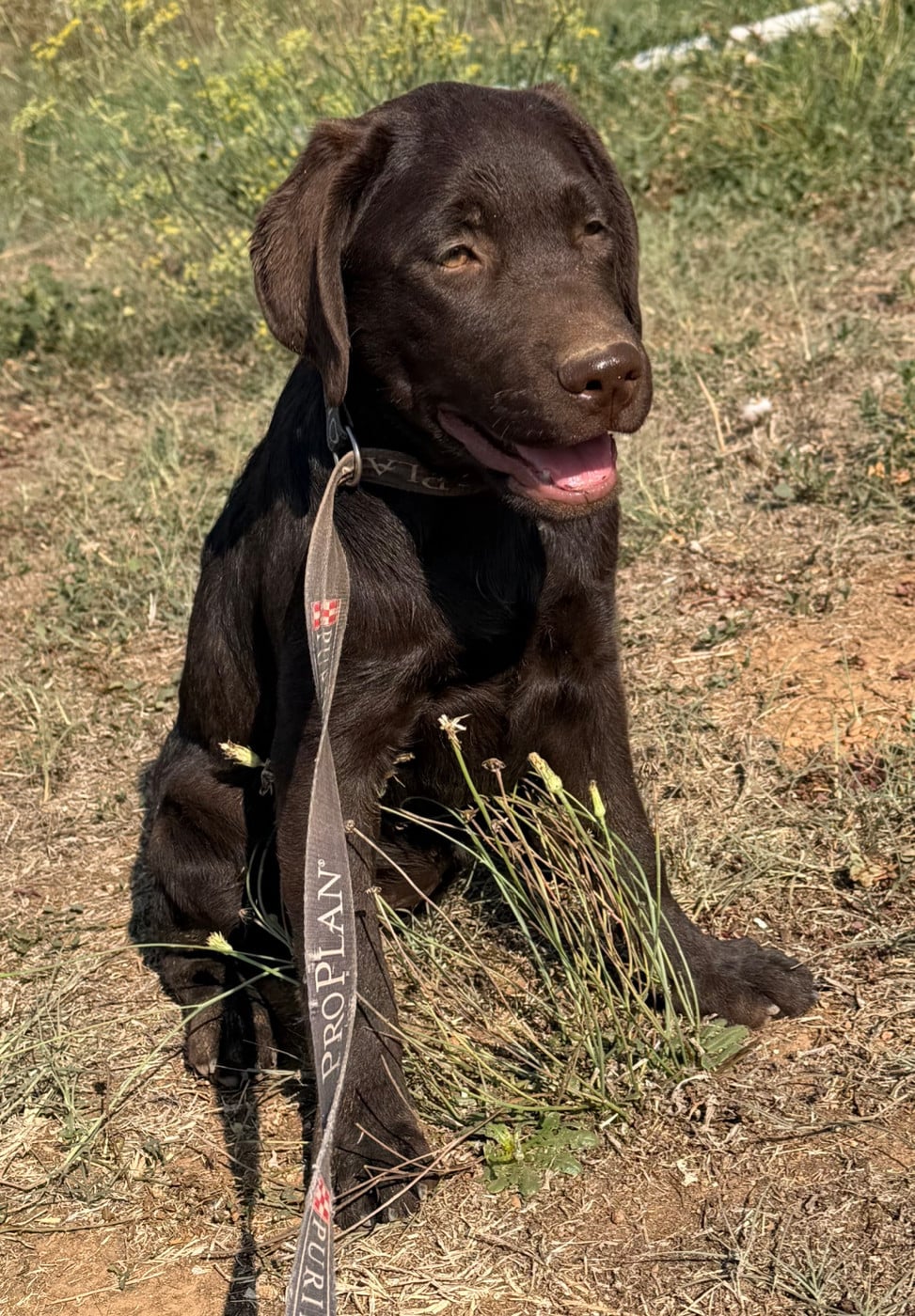 Chiot chocolat