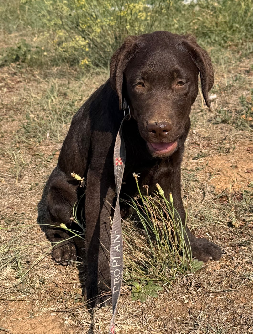 Chiot chocolat