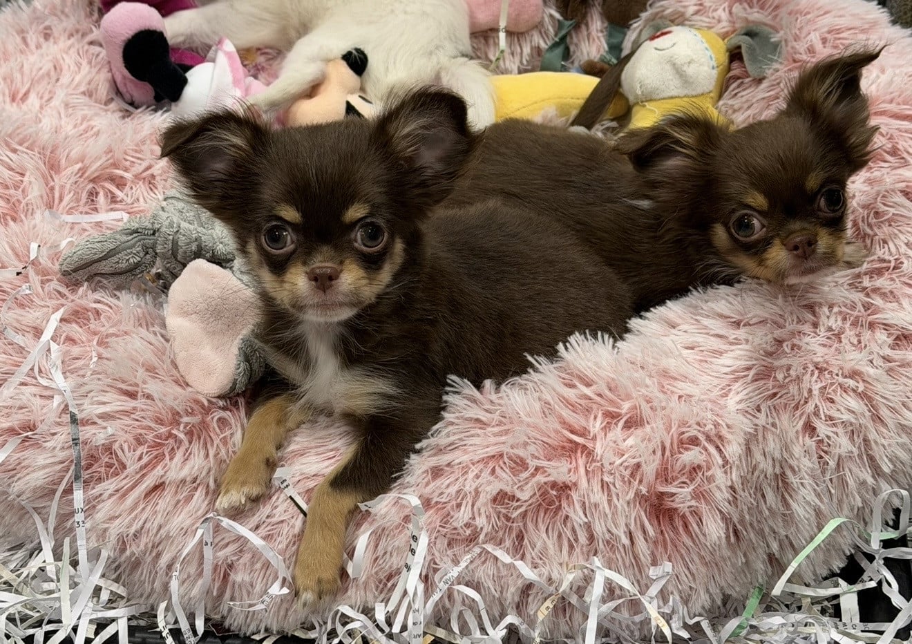 BOUBA - Chihuahua