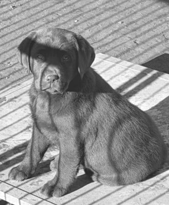 Les chiots de Labrador Retriever