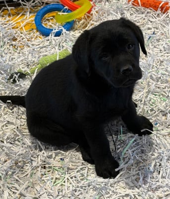 Les chiots de Labrador Retriever