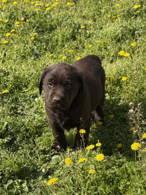 Les chiots de Labrador Retriever