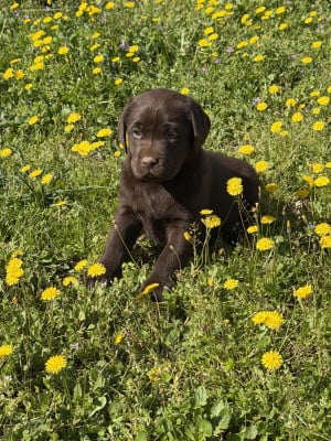 Les chiots de Labrador Retriever