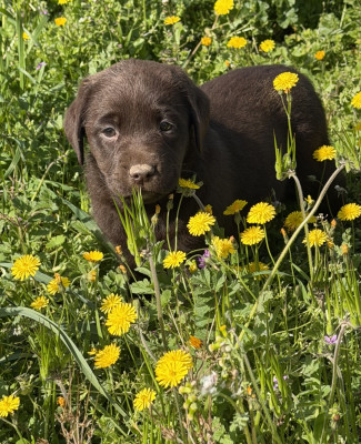 Les chiots de Labrador Retriever