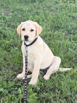 Les chiots de Labrador Retriever