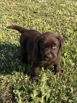 Les chiots de Labrador Retriever
