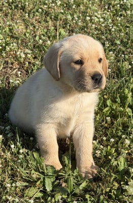 Les chiots de Labrador Retriever