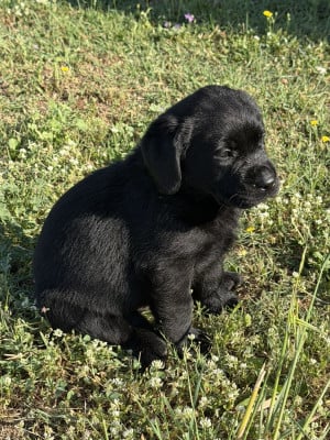 Les chiots de Labrador Retriever