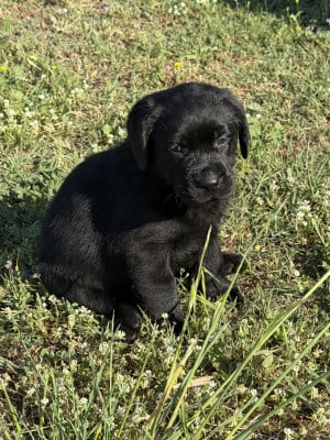 Les chiots de Labrador Retriever