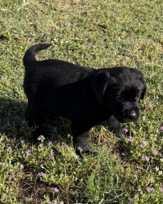 Les chiots de Labrador Retriever